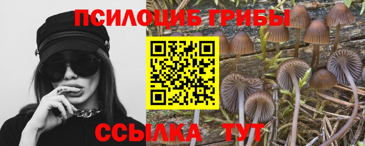 Железноводск  купить   Псилоцибиновые грибы Cubensis  Вход с VPN  Псилоцибиновые грибы Psilocybe 